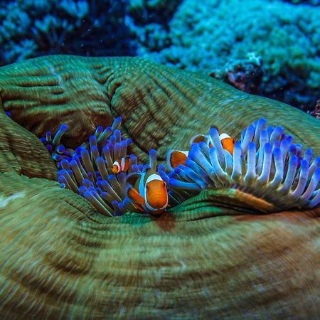 Divine Divers غيلي مينو المظهر الخارجي الصورة