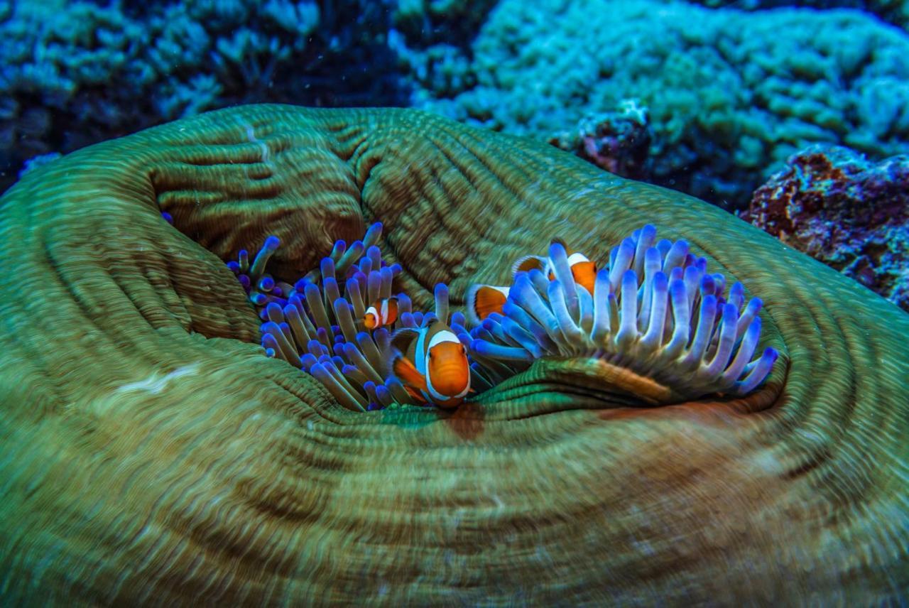 Divine Divers غيلي مينو المظهر الخارجي الصورة