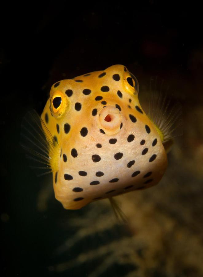 Divine Divers غيلي مينو المظهر الخارجي الصورة